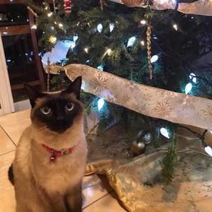 Meet your Posher, Isabella